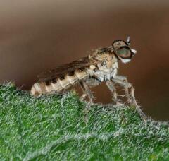 Stichopogon elegantulus