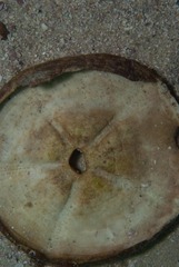 Echinolampas crassa