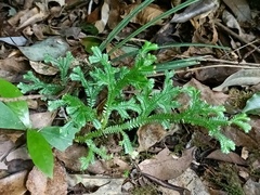 Selaginella doederleinii