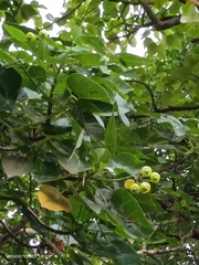 Hernandia nymphaeifolia