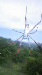 Trichonephila inaurata madagascariensis