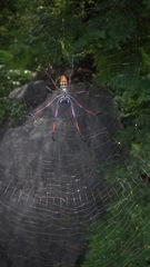 Trichonephila inaurata madagascariensis