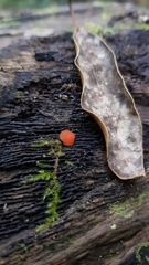 Scutellinia