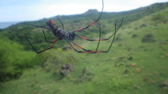 Trichonephila inaurata madagascariensis