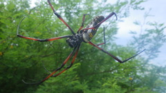 Trichonephila inaurata madagascariensis