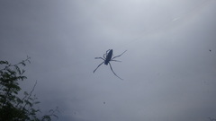 Trichonephila inaurata madagascariensis