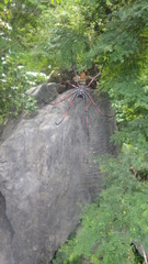 Trichonephila inaurata madagascariensis