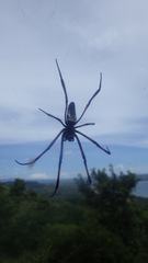 Trichonephila inaurata madagascariensis