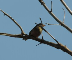 Emberiza hortulana