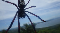 Trichonephila inaurata madagascariensis