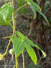 Diplocyclos palmatus