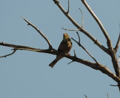 Emberiza hortulana