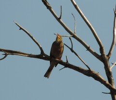 Emberiza hortulana