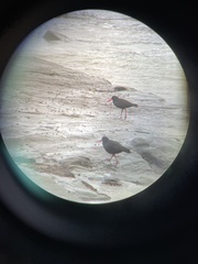 Haematopus fuliginosus
