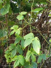 Diplocyclos palmatus