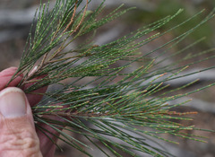 Allocasuarina littoralis