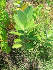 Calotropis gigantea