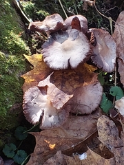 Psathyrella bipellis