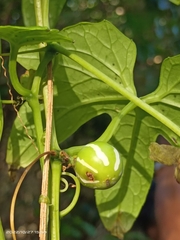 Diplocyclos palmatus