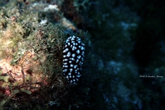Phyllidiella