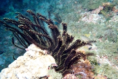 Crinoidea