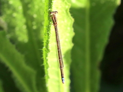 Pseudagrion kersteni