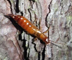 Apterygida albipennis