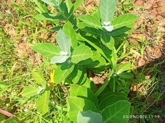 Calotropis gigantea