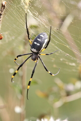 Trichonephila senegalensis