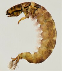 Hydropsyche longifurca