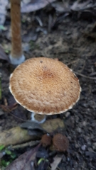 Lacrymaria asperospora