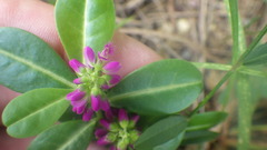 Polygala peplis