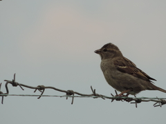 Passer hispaniolensis