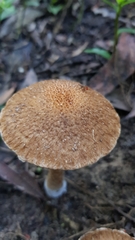 Lacrymaria asperospora