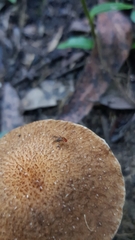 Lacrymaria asperospora