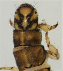 Hydropsyche longifurca