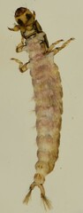Hydropsyche longifurca