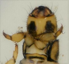 Hydropsyche longifurca