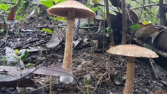 Lacrymaria asperospora