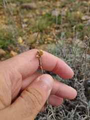 Helichrysum stoechas