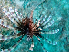 Pterois volitans