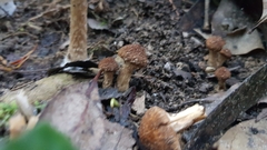 Lacrymaria asperospora