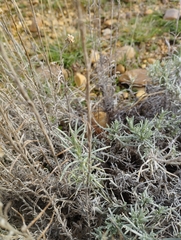 Helichrysum stoechas