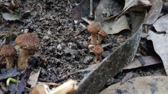 Lacrymaria asperospora