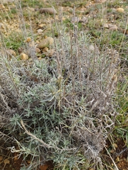 Helichrysum stoechas