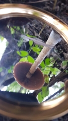 Lacrymaria asperospora