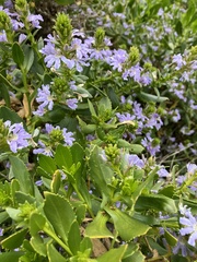 Scaevola crassifolia