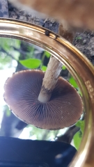 Lacrymaria asperospora