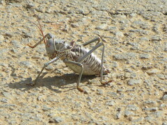 Acanthoplus discoidalis