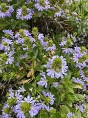 Scaevola crassifolia